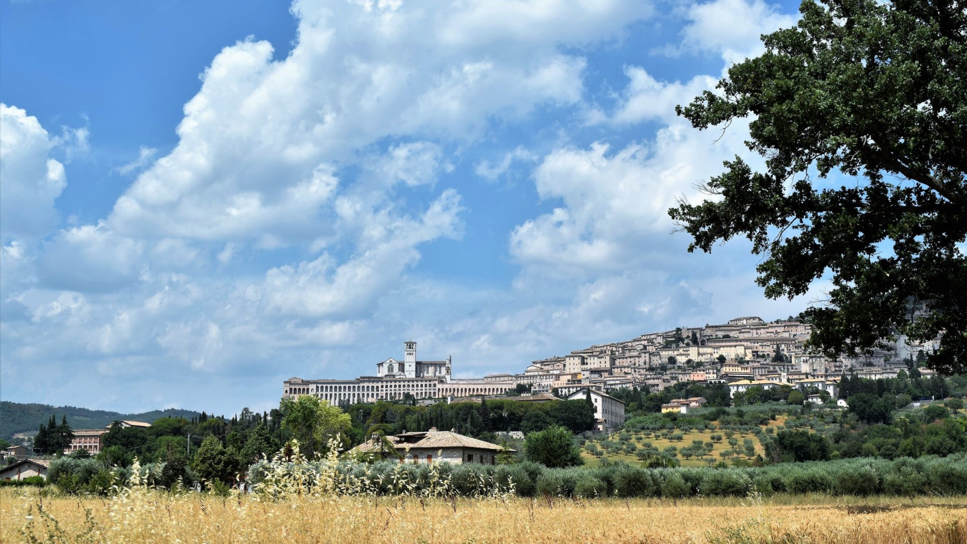 Assisi vista dai campi di grano, la città di Francesco d'Assisi e Federico II bambino, con la basilica sul crinale