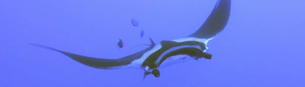Una manta con un'ala sollevata scivola nel blu profondo come un panno che fluttua