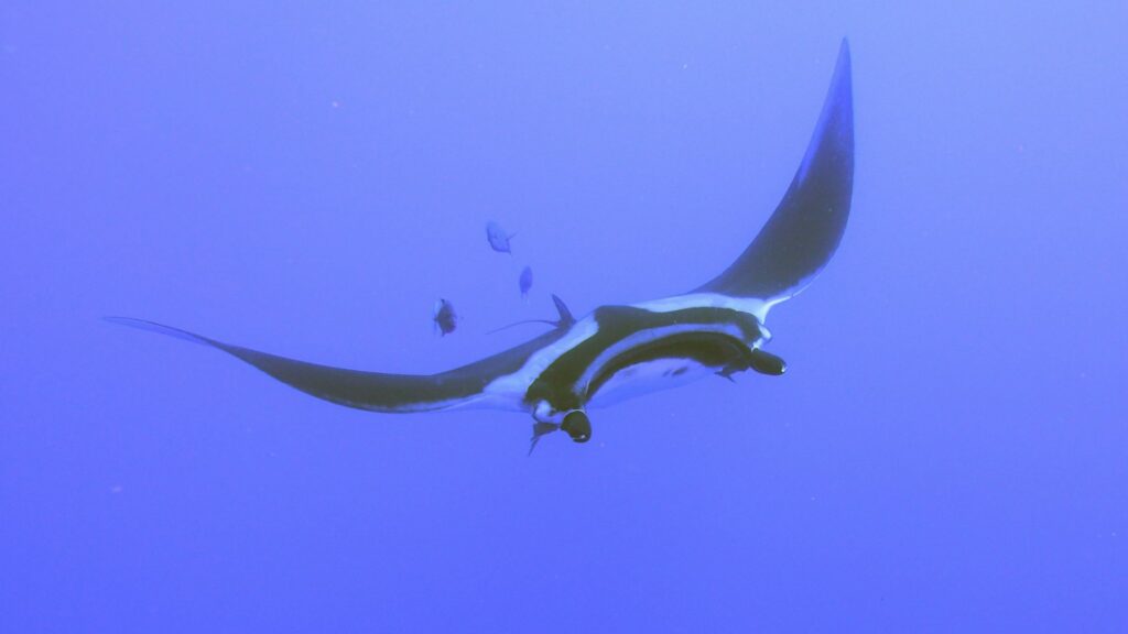 Una manta con un'ala sollevata scivola nel blu profondo come un panno che fluttua