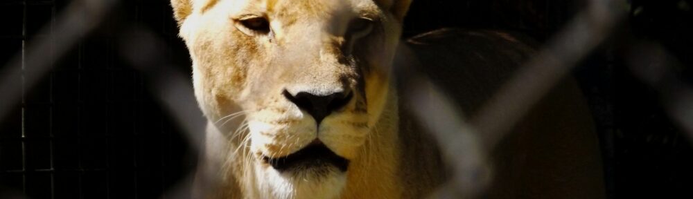 Leonessa che ti guarda da dietro la rete di un recinto, nella luce calda: il primo sguardo di Tarzan e lo zoo del santuario