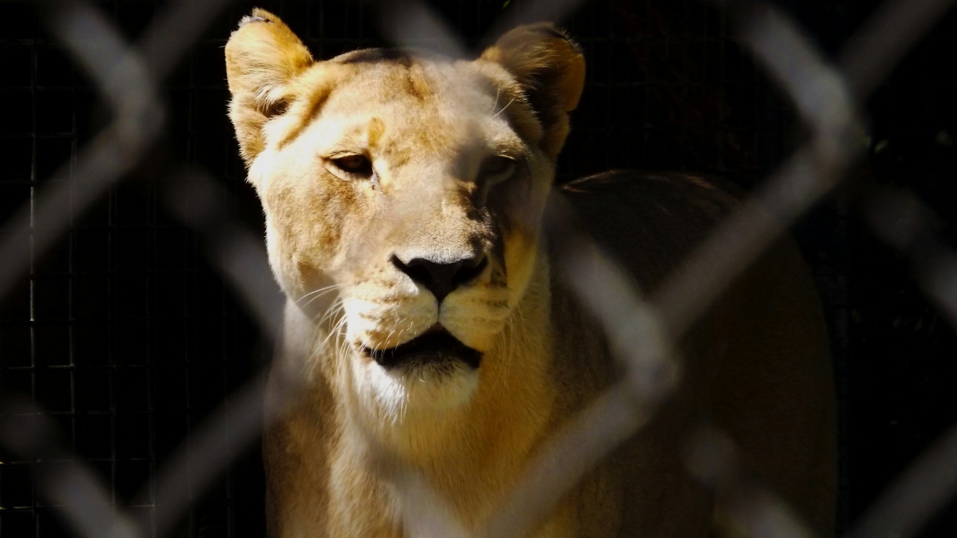 Leonessa che ti guarda da dietro la rete di un recinto, nella luce calda: il primo sguardo di Tarzan e lo zoo del santuario
